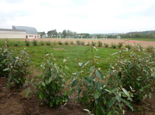 Plantation et engazonnement